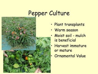 Pepper Culture Plant transplants Warm season Moist soil - mulch is beneficial Harvest immature or mature Ornamental Value 