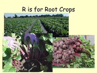 R is for Root Crops 