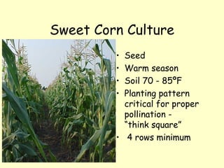 Sweet Corn Culture Seed Warm season Soil 70 - 85ºF Planting pattern critical for proper pollination -  “think square” 4 rows minimum 