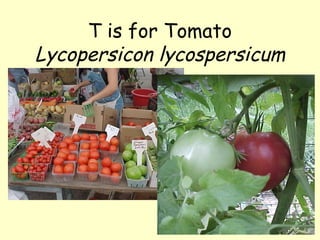 T is for Tomato Lycopersicon lycospersicum 