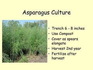 Asparagus Culture Trench 6 - 8 inches  Use Compost Cover as spears  elongate Harvest 2nd year Fertilize after harvest 