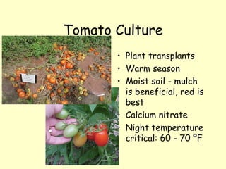 Tomato Culture Plant transplants Warm season Moist soil - mulch is beneficial, red is best Calcium nitrate Night temperature critical: 60 - 70 ºF  