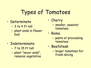 Types of Tomatoes Cherry smaller, sweeter tomatoes Roma paste or processing tomatoes Beefsteak larger tomatoes for fresh slicing Determinate 3 to 4 ft tall plant ends in flower bud Indeterminate 7 to 15 ft tall plant “never ends”, remains vegetative 