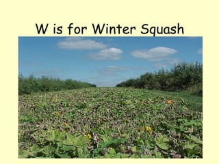 W is for Winter Squash 