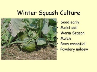 Winter Squash Culture Seed early Moist soil Warm Season Mulch Bees essential Powdery mildew  