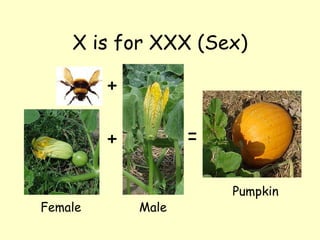 X is for XXX (Sex) = + Female Male Pumpkin + 