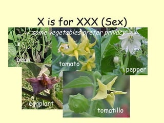 X is for XXX (Sex) = + eggplant bean tomato tomatillo pepper some vegetables prefer privacy 