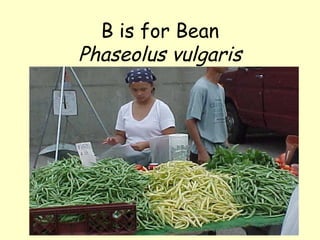 B is for Bean Phaseolus vulgaris 