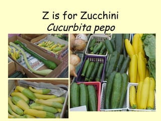 Z is for Zucchini Cucurbita pepo 