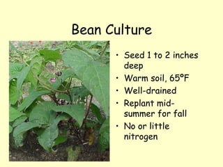 Bean Culture Seed 1 to 2 inches deep  Warm soil, 65ºF Well-drained Replant mid-summer for fall No or little nitrogen 