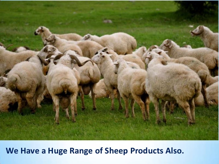 Wholesale Pet Supplies For All Kind Livestocks From Atozvetsupply wholesale-pet-supplies-for-all-kind-livestocks-from-atozvetsupply