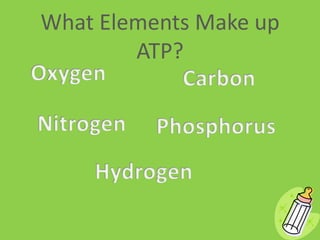 What Elements Make up ATP?OxygenCarbonNitrogenPhosphorusHydrogen