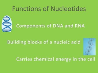 Functions of NucleotidesComponents of DNA and RNABuilding blocks of a nucleic acidCarries chemical energy in the cell