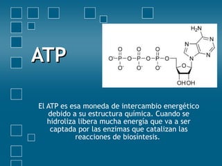 ATP El ATP es esa moneda de intercambio energético debido a su estructura química. Cuando se hidroliza libera mucha energía que va a ser captada por las enzimas que catalizan las reacciones de biosíntesis.   