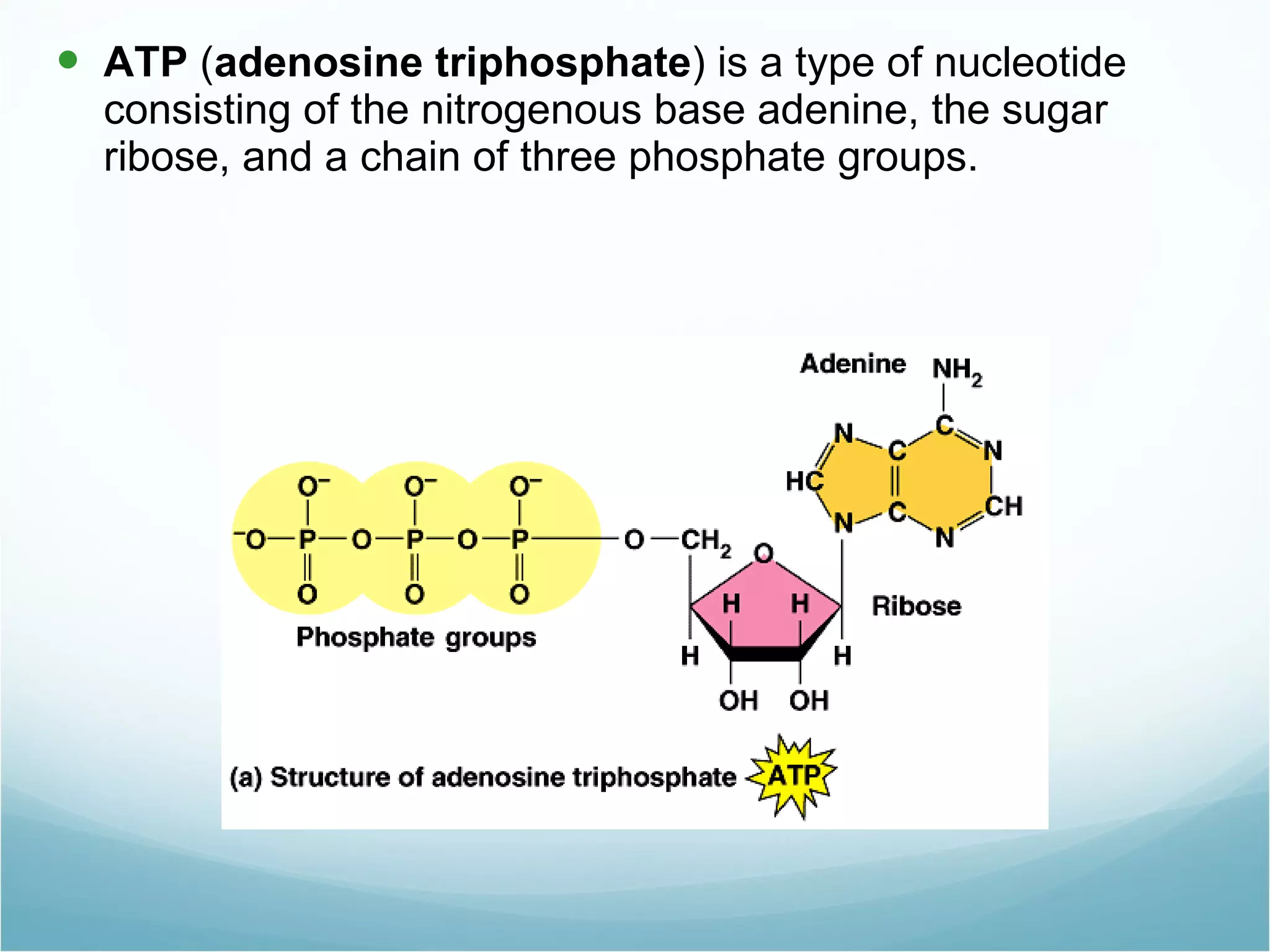 ATP ( adenosine triphosphate ) is a type of nucleotide consisting of the nitrogenous base adenine, the sugar ribose, and a chain of three phosphate groups.