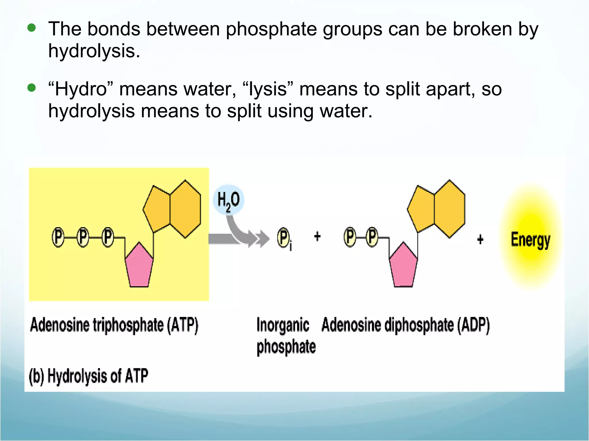 The bonds between phosphate groups can be broken by hydrolysis. “ Hydro” means water, “lysis” means to split apart, so hydrolysis means to split using water.