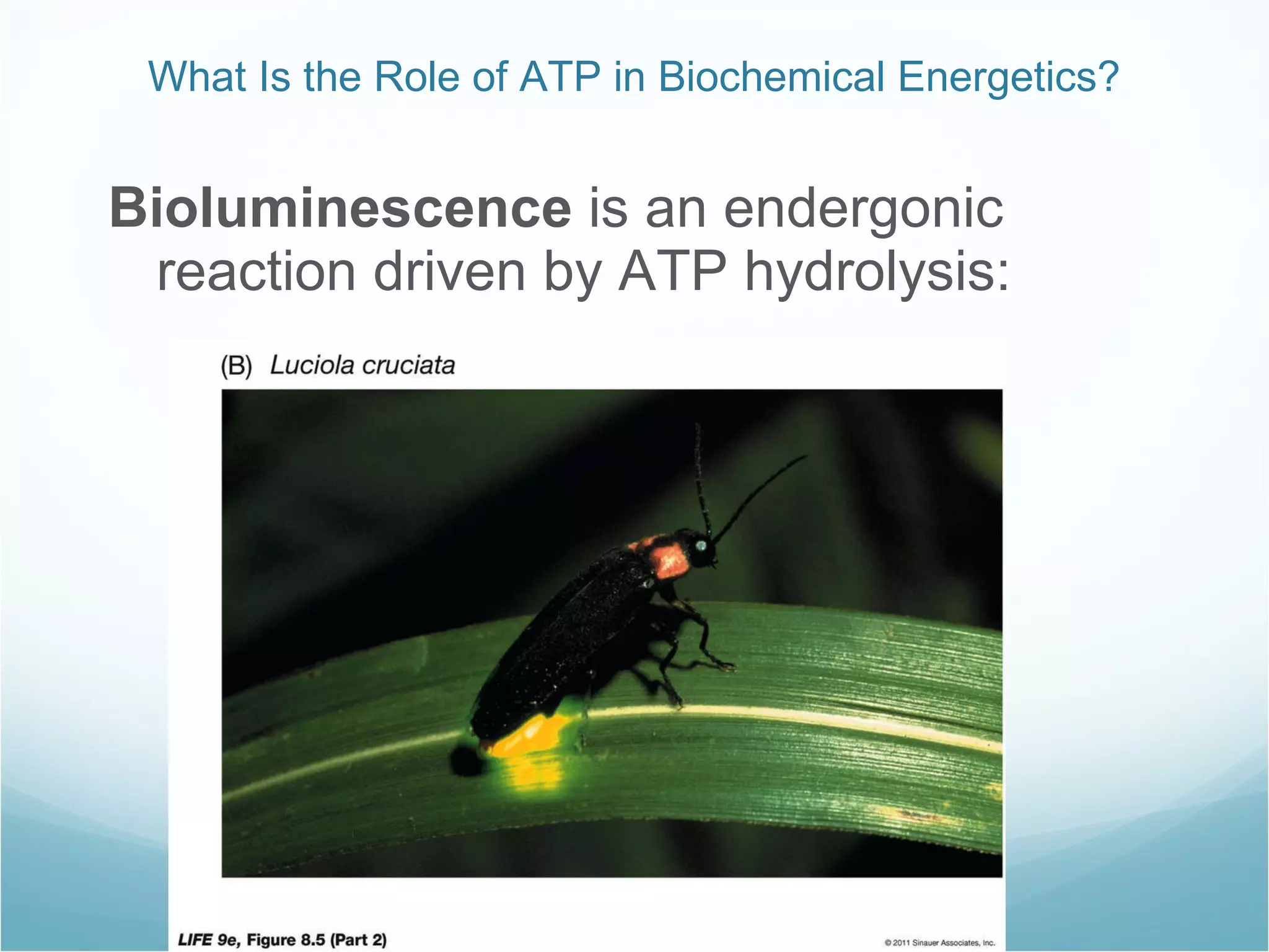 What Is the Role of ATP in Biochemical Energetics? Bioluminescence is an endergonic reaction driven by ATP hydrolysis: