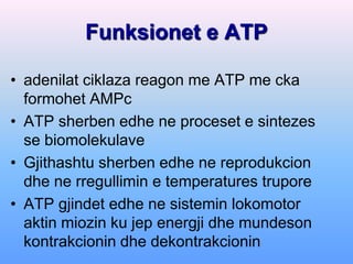 Funksionet e ATP

• adenilat ciklaza reagon me ATP me cka
  formohet AMPc
• ATP sherben edhe ne proceset e sintezes
  se biomolekulave
• Gjithashtu sherben edhe ne reprodukcion
  dhe ne rregullimin e temperatures trupore
• ATP gjindet edhe ne sistemin lokomotor
  aktin miozin ku jep energji dhe mundeson
  kontrakcionin dhe dekontrakcionin
 