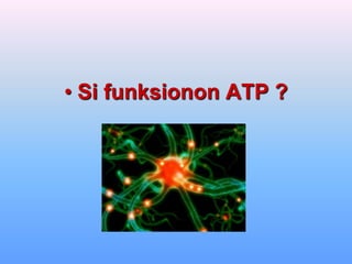 • Si funksionon ATP ?
 