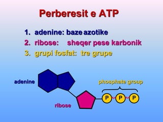 Perberesit e ATP
   1. adenine: baze azotike
   2. ribose: sheqer pese karbonik
   3. grupi fosfat: tre grupe


adenine               phosphate group


                        P    P   P
             ribose
 