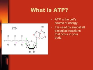 What is ATP? ATP is the cell’s source of energy. It is used by almost all biological reactions that occur in your body.  
