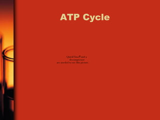 ATP Cycle 