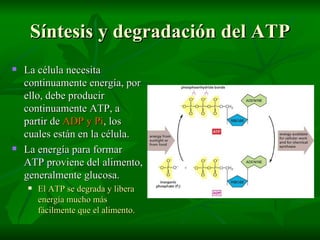 Síntesis y degradación del ATP La célula necesita continuamente energía, por ello, debe producir continuamente ATP, a partir de  ADP y Pi , los cuales están en la célula. La energía para formar ATP proviene del alimento, generalmente glucosa. El ATP se degrada y libera energía mucho más fácilmente que el alimento. 