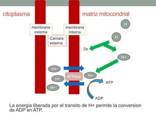 citoplasma                              matriz mitocondrial
                                                                   H
             membrana          membrana
              externa           interna
                     Camara                                   H
                     externa
                                        2e

                                                                  H+


                        H+
                               ATPasa        H+
                         H+
                                                        ATP
                        H+

                                                  ADP
  La energia liberada por el transito de H+ permite la conversion
  de ADP en ATP.
 