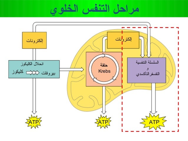 Atp