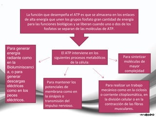 La función que desempeña el ATP es que se almacena en los enlaces
de alta energía que unen los grupos fosfato gran cantidad de energía
para las funciones biológicas y se liberan cuando uno o dos de los
fosfatos se separan de las moléculas de ATP.
El ATP interviene en los
siguientes procesos metabólicos
de la célula:
Para sintetizar
moléculas de
mayor
complejidad
Para realizar un trabajo
mecánico como en la ciclosis
o corriente citoplasmática, en
la división celular o en la
contracción de las fibras
musculares.
Para mantener los
potenciales de
membrana como en
la sinápsis o
transmisión del
impulso nervioso.
.
Para generar
energía
radiante como
en la
Bioluminiscenci
a, o para
generar
descargas
eléctricas
como en los
peces
eléctricos.
.
 