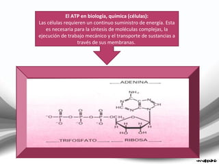El ATP en biología, química (células):
Las células requieren un continuo suministro de energía. Esta
es necesaria para la síntesis de moléculas complejas, la
ejecución de trabajo mecánico y el transporte de sustancias a
través de sus membranas.
 