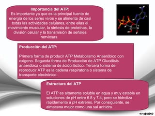 Importancia del ATP:
Es importante ya que es la principal fuente de
energía de los seres vivos y se alimenta de casi
todas las actividades celulares, entre ellas el
movimiento muscular, la síntesis de proteínas, la
división celular y la transmisión de señales
nerviosas.
Producción del ATP:
Primera forma de producir ATP Metabolismo Anaeróbico con
oxigeno. Segunda forma de Producción de ATP Glucólisis
anaeróbica o sistema de ácido láctico. Tercera forma de
reproducir ATP es la cadena respiratoria o sistema de
transporte electrónico .
Estructura del ATP
El ATP es altamente soluble en agua y muy estable en
soluciones de pH entre 6.8 y 7.4, pero se hidroliza
rápidamente a pH extremo. Por consiguiente, se
almacena mejor como una sal anhidra.
 