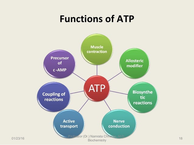 Why Is Atp Considered The Energy Currency Of The Cell ATP- The universal energy currency of cell