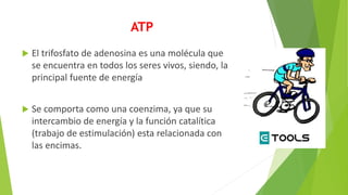 ATP
 El trifosfato de adenosina es una molécula que
se encuentra en todos los seres vivos, siendo, la
principal fuente de energía
 Se comporta como una coenzima, ya que su
intercambio de energía y la función catalítica
(trabajo de estimulación) esta relacionada con
las encimas.
 