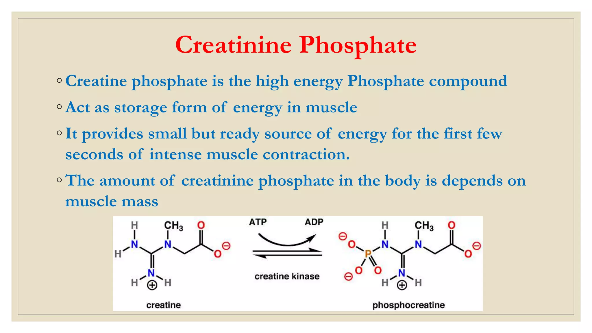 Creatinine Phosphate
◦ Creatine phosphate is the high energy Phosphate compound
◦ Act as storage form of energy in muscle
◦ It provides small but ready source of energy for the first few
seconds of intense muscle contraction.
◦ The amount of creatinine phosphate in the body is depends on
muscle mass
 