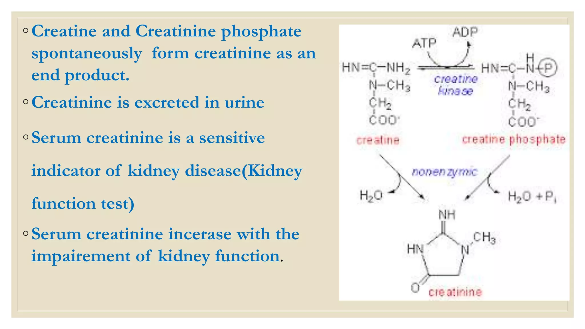 ◦Creatine and Creatinine phosphate
spontaneously form creatinine as an
end product.
◦Creatinine is excreted in urine
◦Serum creatinine is a sensitive
indicator of kidney disease(Kidney
function test)
◦Serum creatinine incerase with the
impairement of kidney function.
 