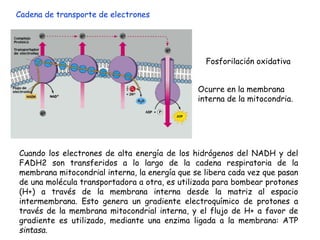 Cadena de transporte de electrones
Ocurre en la membrana
interna de la mitocondria.
Fosforilación oxidativa
Cuando los electrones de alta energía de los hidrógenos del NADH y del
FADH2 son transferidos a lo largo de la cadena respiratoria de la
membrana mitocondrial interna, la energía que se libera cada vez que pasan
de una molécula transportadora a otra, es utilizada para bombear protones
(H+) a través de la membrana interna desde la matriz al espacio
intermembrana. Esto genera un gradiente electroquímico de protones a
través de la membrana mitocondrial interna, y el flujo de H+ a favor de
gradiente es utilizado, mediante una enzima ligada a la membrana: ATP
sintasa.
 