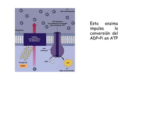 Esta enzima
impulsa la
conversión del
ADP+Pi en ATP
 