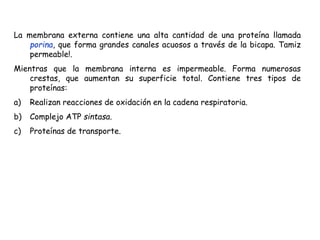La membrana externa contiene una alta cantidad de una proteína llamada
porina, que forma grandes canales acuosos a través de la bicapa. Tamiz
permeable!.
Mientras que la membrana interna es impermeable. Forma numerosas
crestas, que aumentan su superficie total. Contiene tres tipos de
proteínas:
a) Realizan reacciones de oxidación en la cadena respiratoria.
b) Complejo ATP sintasa.
c) Proteínas de transporte.
 