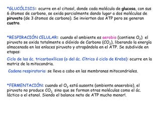 *GLUCÓLISIS: ocurre en el citosol, donde cada molécula de glucosa, con sus
6 átomos de carbono, se oxida parcialmente dando lugar a dos moléculas de
piruvato (de 3 átomos de carbono). Se invierten dos ATP pero se generan
cuatro.
*RESPIRACIÓN CELULAR: cuando el ambiente es aerobio (contiene O2) el
piruvato se oxida totalmente a dióxido de Carbono (CO2), liberando la energía
almacenada en los enlaces piruvato y atrapándola en el ATP. Se subdivide en
etapas:
Ciclo de los ác. tricarboxílicos (o del ác. Cítrico ó ciclo de Krebs): ocurre en la
matriz de la mitocondria.
Cadena respiratoria: se lleva a cabo en las membranas mitocondriales.
*FERMENTACIÓN: cuando el O2 está ausente (ambiente anaerobio), el
piruvato no produce CO2, sino que se forman otras moléculas como el ác.
láctico o el etanol. Siendo el balance neto de ATP mucho menor!.
 
