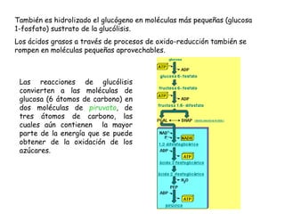 También es hidrolizado el glucógeno en moléculas más pequeñas (glucosa
1-fosfato) sustrato de la glucólisis.
Los ácidos grasos a través de procesos de oxido-reducción también se
rompen en moléculas pequeñas aprovechables.
Las reacciones de glucólisis
convierten a las moléculas de
glucosa (6 átomos de carbono) en
dos moléculas de piruvato, de
tres átomos de carbono, las
cuales aún contienen la mayor
parte de la energía que se puede
obtener de la oxidación de los
azúcares.
 