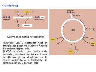 Ciclo de Krebs
Ocurre en la matriz mitocondrial.
Resultado: CO2 y electrones ricos en
energía, que pasan vía NADH y FADH2
a la cadena respiratoria.
El CO2 se elimina como producto de
deshecho, mientras que los electrones
de alta energía se desplazan por la
cadena respiratoria y finalmente se
combinan con O2 y forman H2O.
 