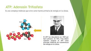 ATP: Adenosín Trifosfato
Es una compleja molécula que sirve como fuente primaria de energía en la célula.
El ATP fue descubierto en 1929 por
Karl Lohmann. En 1941, Fritz Albert
Lipmann propuso el ATP como
principal molécula de transferencia
de energía en la célula.
 