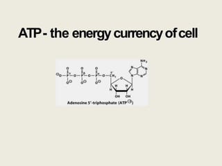 ATP- the energycurrencyofcell
 