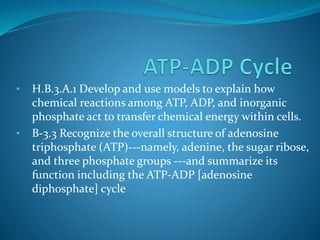 • H.B.3.A.1 Develop and use models to explain how
chemical reactions among ATP, ADP, and inorganic
phosphate act to transfer chemical energy within cells.
• B-3.3 Recognize the overall structure of adenosine
triphosphate (ATP)---namely, adenine, the sugar ribose,
and three phosphate groups ---and summarize its
function including the ATP-ADP [adenosine
diphosphate] cycle
 