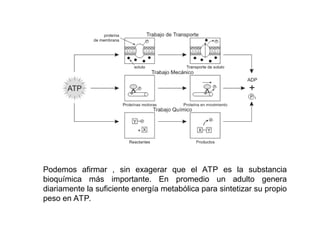 Podemos afirmar , sin exagerar que el ATP es la substancia
bioquímica más importante. En promedio un adulto genera
diariamente la suficiente energía metabólica para sintetizar su propio
peso en ATP.
 