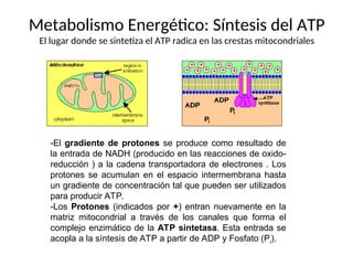 Metabolismo Energético: Síntesis del ATP
El lugar donde se sintetiza el ATP radica en las crestas mitocondriales
-El gradiente de protones se produce como resultado de
la entrada de NADH (producido en las reacciones de oxido-
reducción ) a la cadena transportadora de electrones . Los
protones se acumulan en el espacio intermembrana hasta
un gradiente de concentración tal que pueden ser utilizados
para producir ATP.
-Los Protones (indicados por +) entran nuevamente en la
matriz mitocondrial a través de los canales que forma el
complejo enzimático de la ATP sintetasa. Esta entrada se
acopla a la síntesis de ATP a partir de ADP y Fosfato (Pi).
 