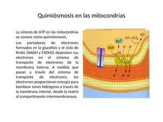 Quimiósmosis en las mitocondrias
La síntesis de ATP en las mitocondrias
se conoce como quimiósmosis.
Los portadores de electrones
formados en la glucólisis y el ciclo de
Krebs (NADH y FADH2) depositan sus
electrones en el sistema de
transporte de electrones de la
membrana interna. A medida que
pasan a través del sistema de
transporte de electrones, los
electrones proporcionan energía para
bombear iones hidrógeno a través de
la membrana interior, desde la matriz
al compartimento intermembranoso.
 