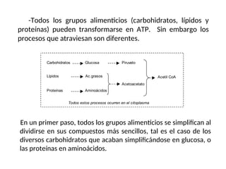 -Todos los grupos alimenticios (carbohidratos, lípidos y
proteínas) pueden transformarse en ATP. Sin embargo los
procesos que atraviesan son diferentes.
Carbohidratos
Lípidos
Proteínas
Glucosa
Ac.grasos
Aminoácidos
Piruvato
Acetoacetato
Acetil CoA
Todos estos procesos ocurren en el citoplasma
En un primer paso, todos los grupos alimenticios se simplifican al
dividirse en sus compuestos más sencillos, tal es el caso de los
diversos carbohidratos que acaban simplificándose en glucosa, o
las proteínas en aminoácidos.
 