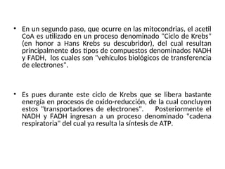 • En un segundo paso, que ocurre en las mitocondrias, el acetil
CoA es utilizado en un proceso denominado "Ciclo de Krebs"
(en honor a Hans Krebs su descubridor), del cual resultan
principalmente dos tipos de compuestos denominados NADH
y FADH, los cuales son "vehículos biológicos de transferencia
de electrones".
• Es pues durante este ciclo de Krebs que se libera bastante
energía en procesos de oxido-reducción, de la cual concluyen
estos "transportadores de electrones". Posteriormente el
NADH y FADH ingresan a un proceso denominado "cadena
respiratoria" del cual ya resulta la síntesis de ATP.
 
